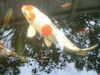Fish_2008_0829_182238AA.JPG