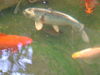 Fish_2008_0328_151954AA.JPG