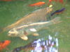 Fish_2008_0328_152002AA.JPG